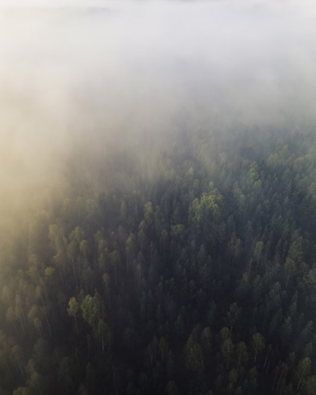 Fritaksmetoden forklart enkelt